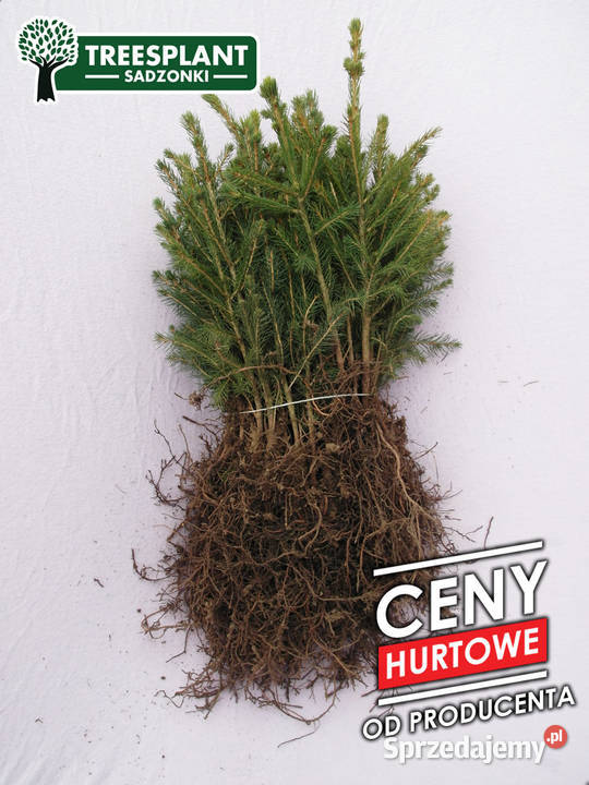 Picea Abies sadzonki Świerk Pospolity 3Lata Leśnictwo Toruń