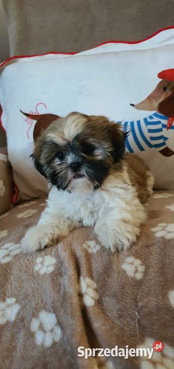 Śliczny Piesek Shih Tzu Puławy