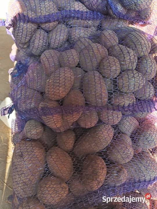 Ziemniaki Miechów sprzedam