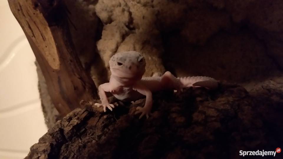 Gekon lamparci