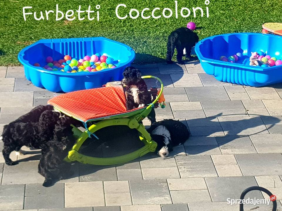 Szczenięta portugalski pies dowodny zkwp FCI kujawsko-pomorskie Makówiec sprzedam