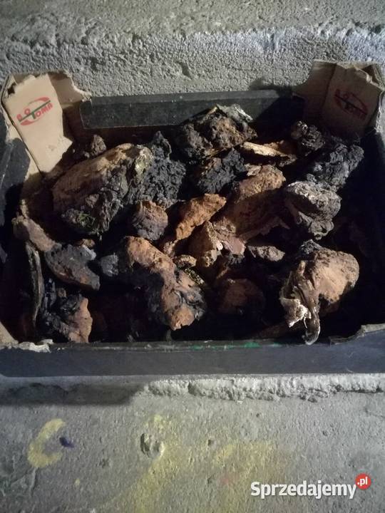 Błyskoporek podkorowy antyrakowy lubelskie sprzedam
