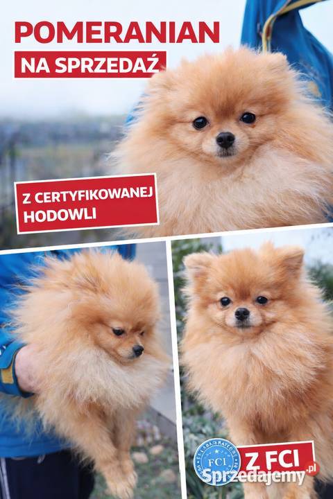 Szpice miniaturowe Pomeranian z metryczkami z Kraśnik