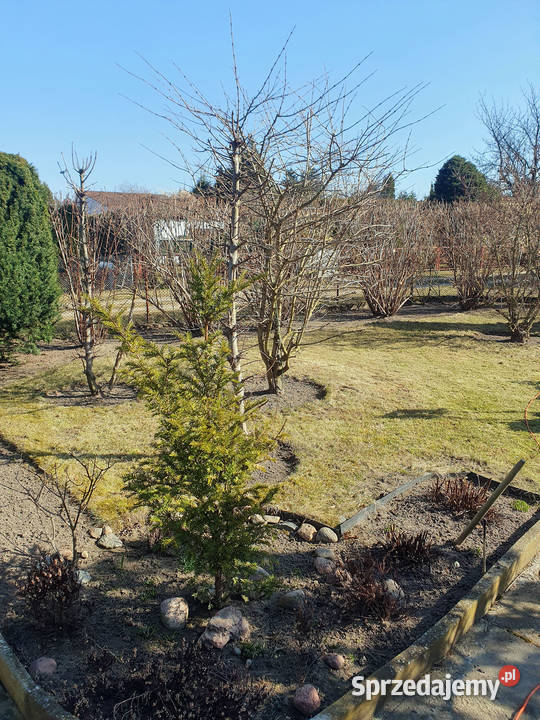 Sprzedam działkę ROD Świętojańska Konin