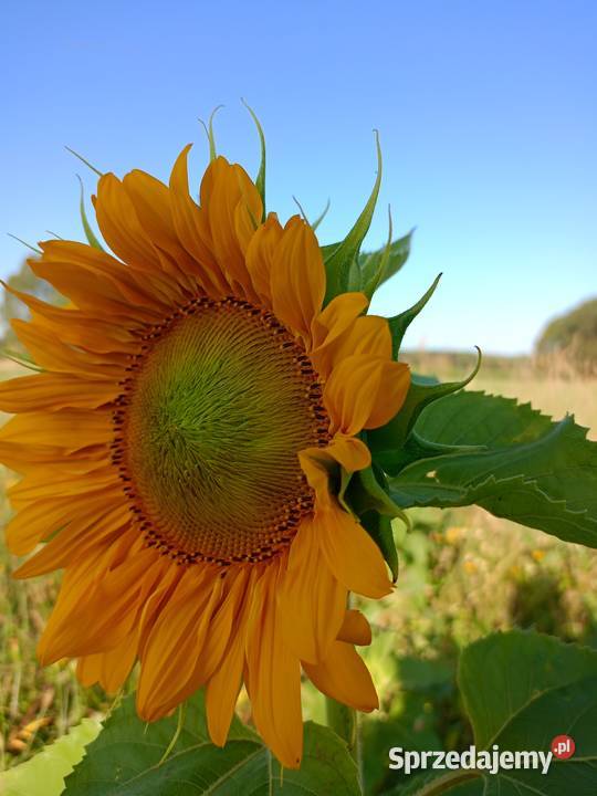 Słonecznik ozdobnykwiat cięty Boguszki