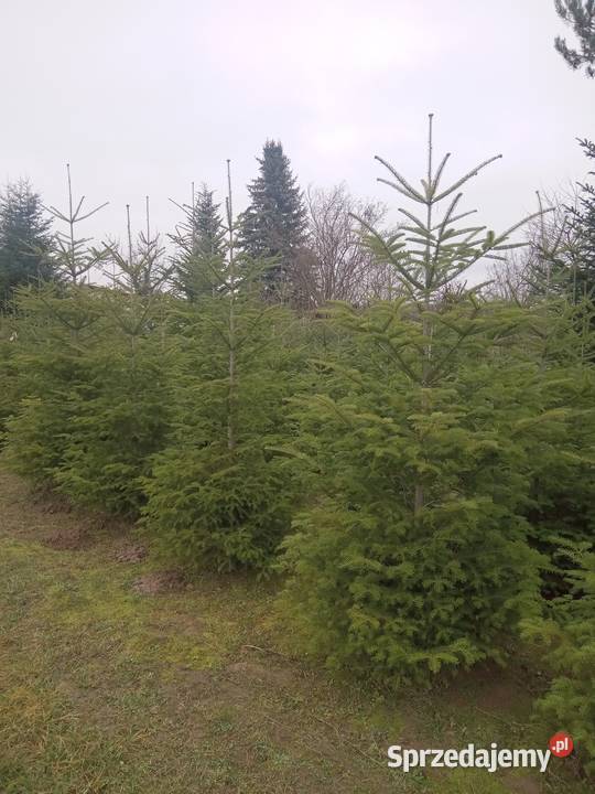 Choinki Świąteczne z plantacji Iglaste Bełżyce