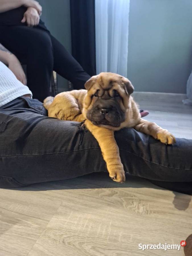 Szczenięta Shar Pei FCI Pozostałe Piotrków Kujawski
