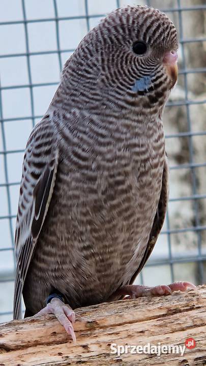 papużka falista blackface młoda do oswojenia i Ptaki Leszno