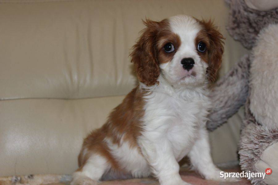 Cavalier King Charles Spaniel szczeniaczki ZKwP po CH.PL.