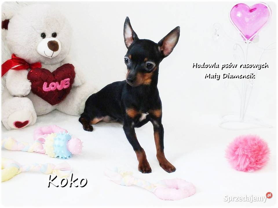Ultra MINI Sunia KOKO Pinczer miniaturowy Żary sprzedam