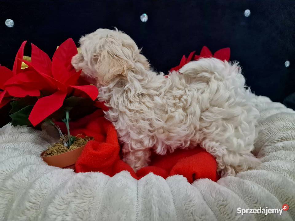 Xxs maltipoo mamusi 2 tatuś FCI wyjątkowe sprzedam