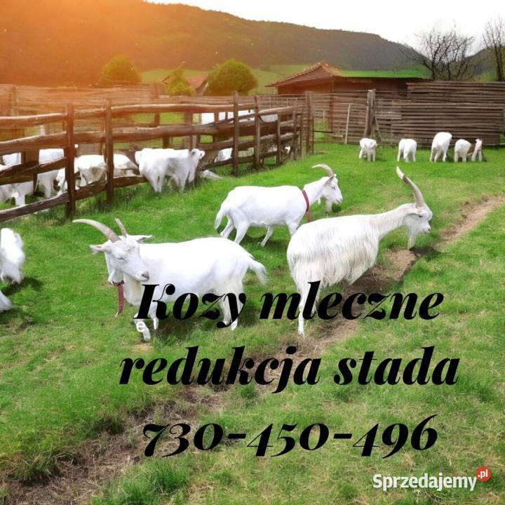 Kozy z mlekiem Transport Lubomierz