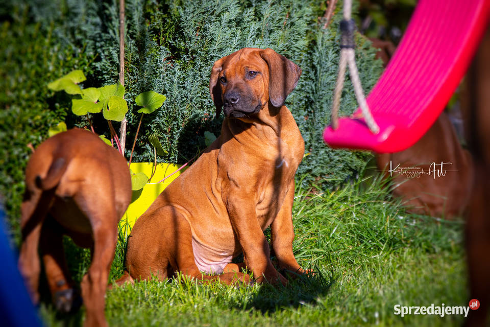 Rhodesian Ridgeback FCI