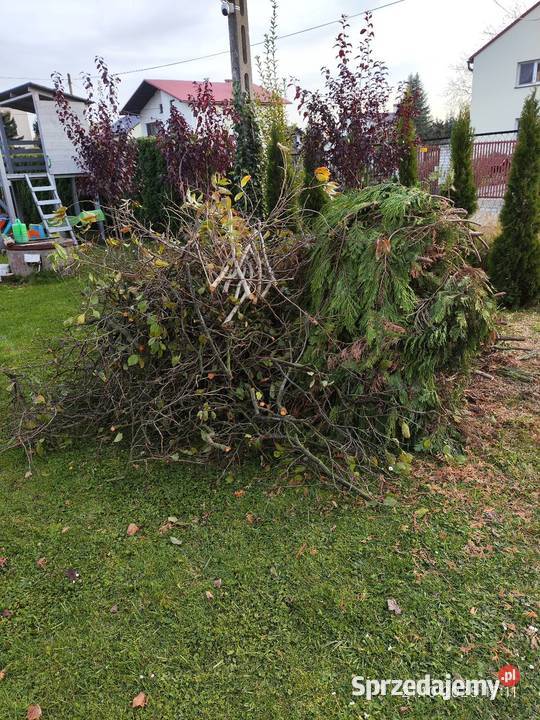 Drewno drzewo gałęzie opał Grojec