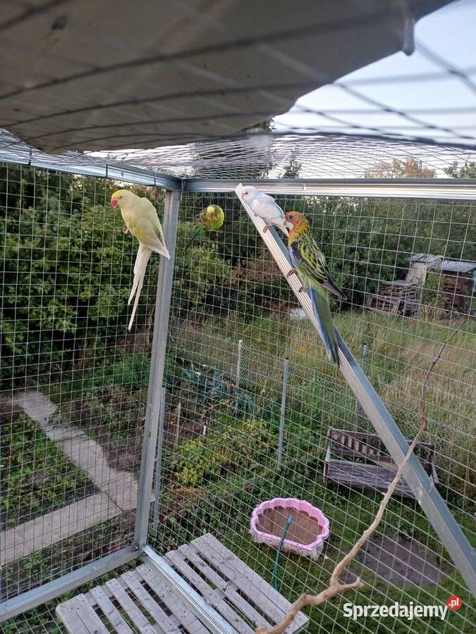 Rozella białolica lubuskie