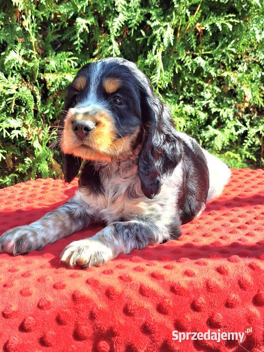 Cocker spaniel angielski Zwierzęta Kowal