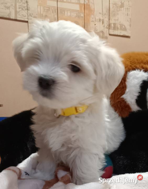 Maltańczykśliczny piesek Warszawa