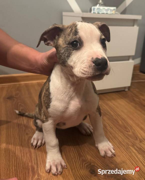 Szczeniaki Amstaff Serock