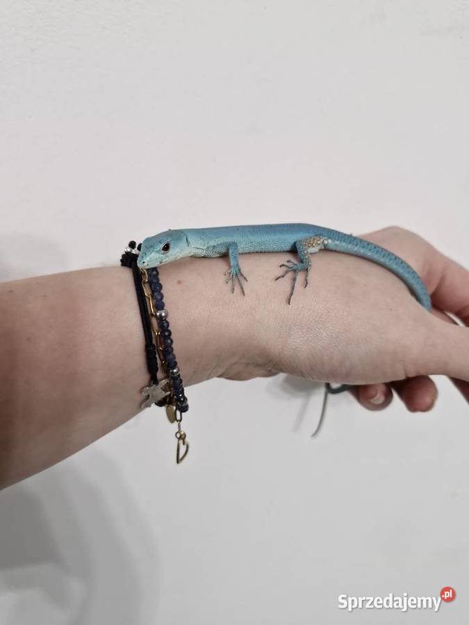 Gastropholis Prasina Blue Niebieskie Oława sprzedam