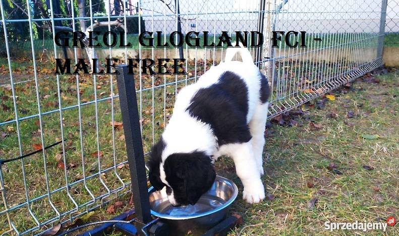 landseer piękne pieski Głogów