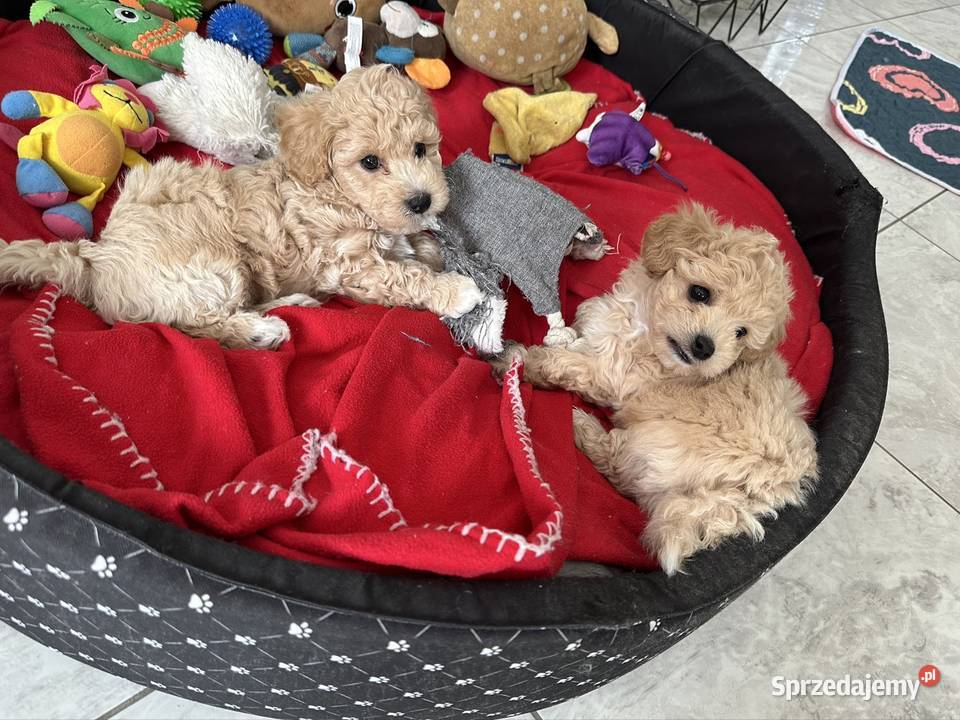 Bichon frise Pudel toy bichpoo Pozostałe dolnośląskie