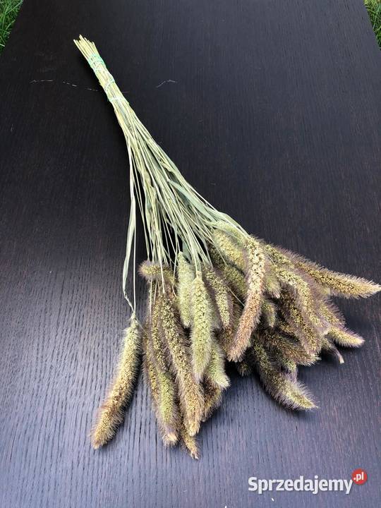 Naturalny OWIES pęczki zbóż suszone PĘCZKI OWSA lubelskie Lublin
