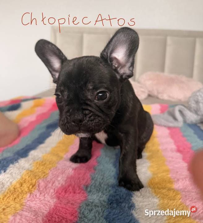 Piękne Buldogi Francuskie Dąbrowa Górnicza sprzedam