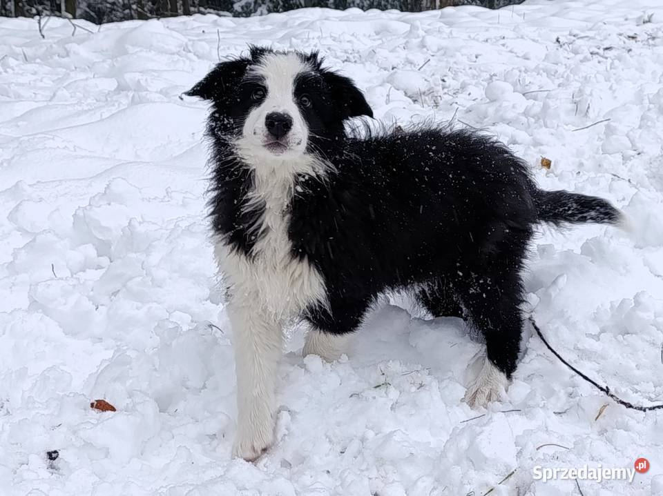 szczeniak pies BORDER COLLIE czarnobiały Skołyszyn sprzedam