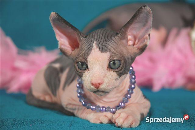 Sfinks SPH Sphynx Cattery DeTrojanS Warszawa