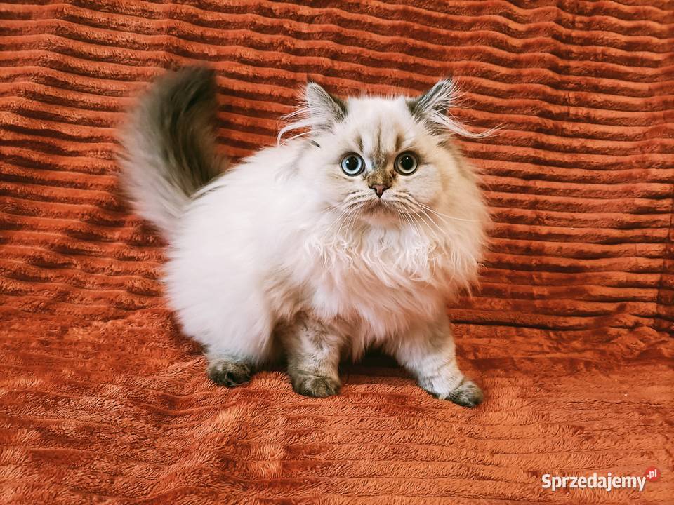 Kot brytyjski kocurek długowłosy point Warszawa sprzedam
