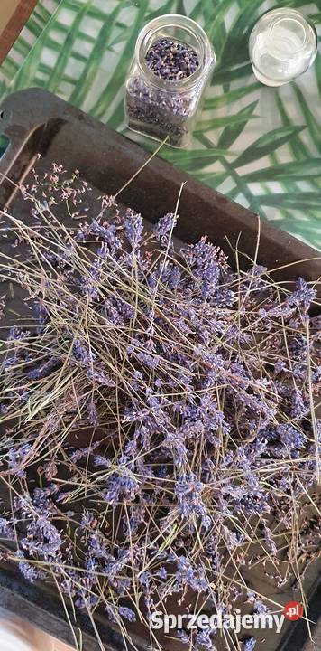 LAWENDA SUSZ Pozostałe Rzeszów