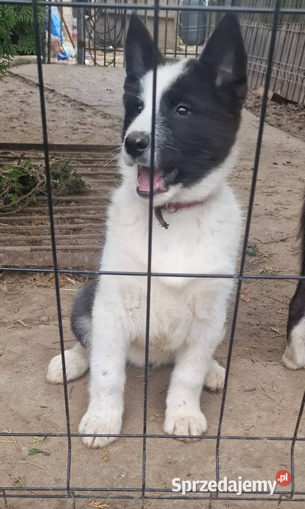 Karelski Pies na niedźwiedzie Turobin