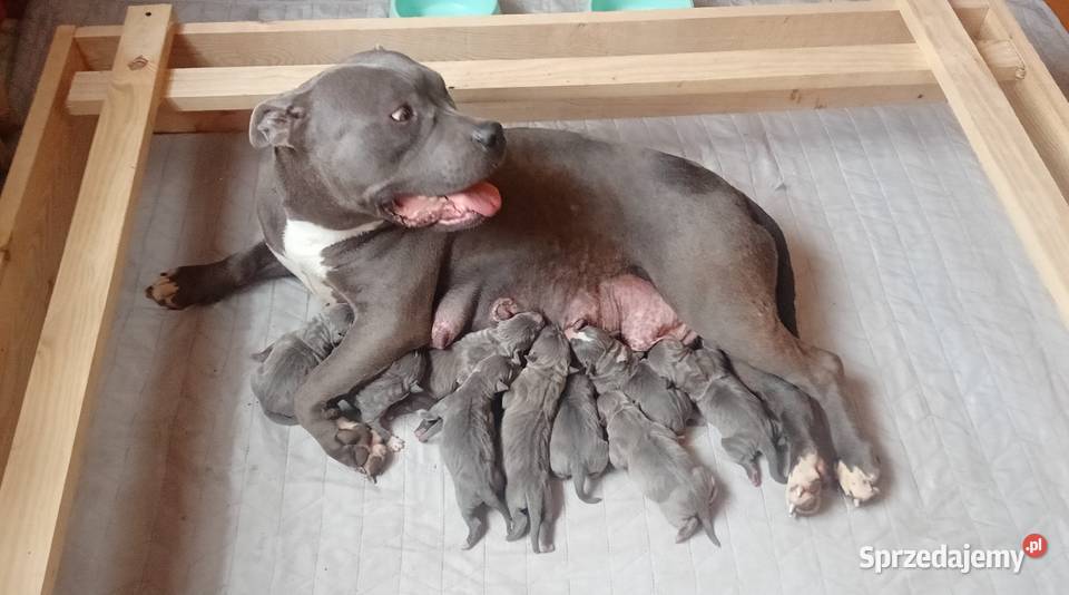 American staffordshire terrier REPRODUKTOR Brzeg