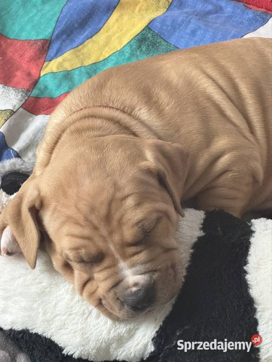 Rednos american Pit bull terrier szczeniaki Grodzisk Mazowiecki sprzedam