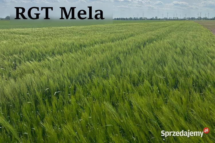 Jęczmień ozimy RGT Mela wielorzędowy Top Farms Raciborowice Dolne