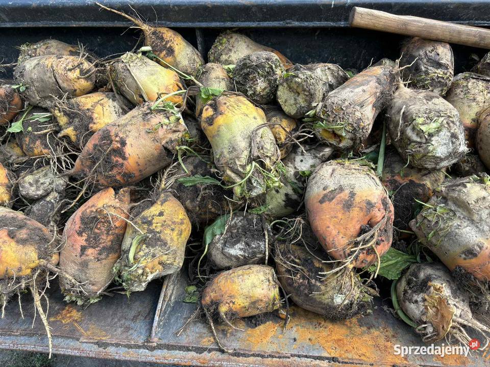 Buraki pastewne Wólka Pełkińska