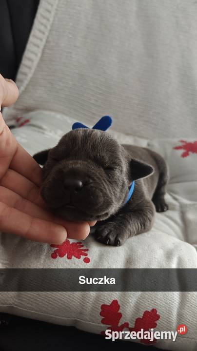 Amstaff Szczeniąta Blue Strzałków