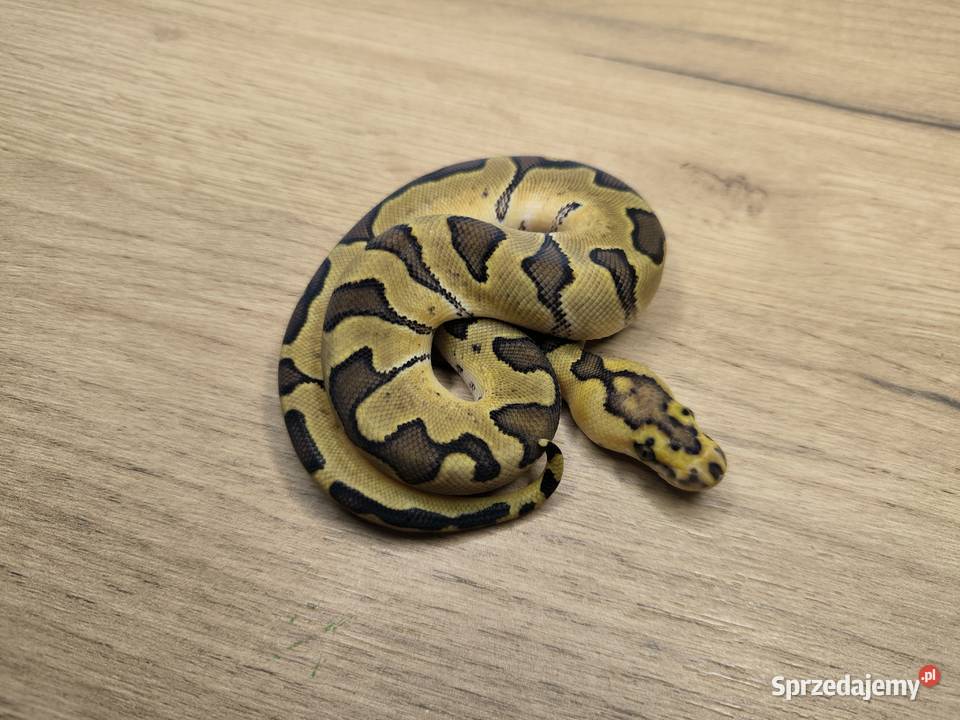 Pyton królewski Enchi Fire poss Blade Clown Gady i płazy mazowieckie Makowiec