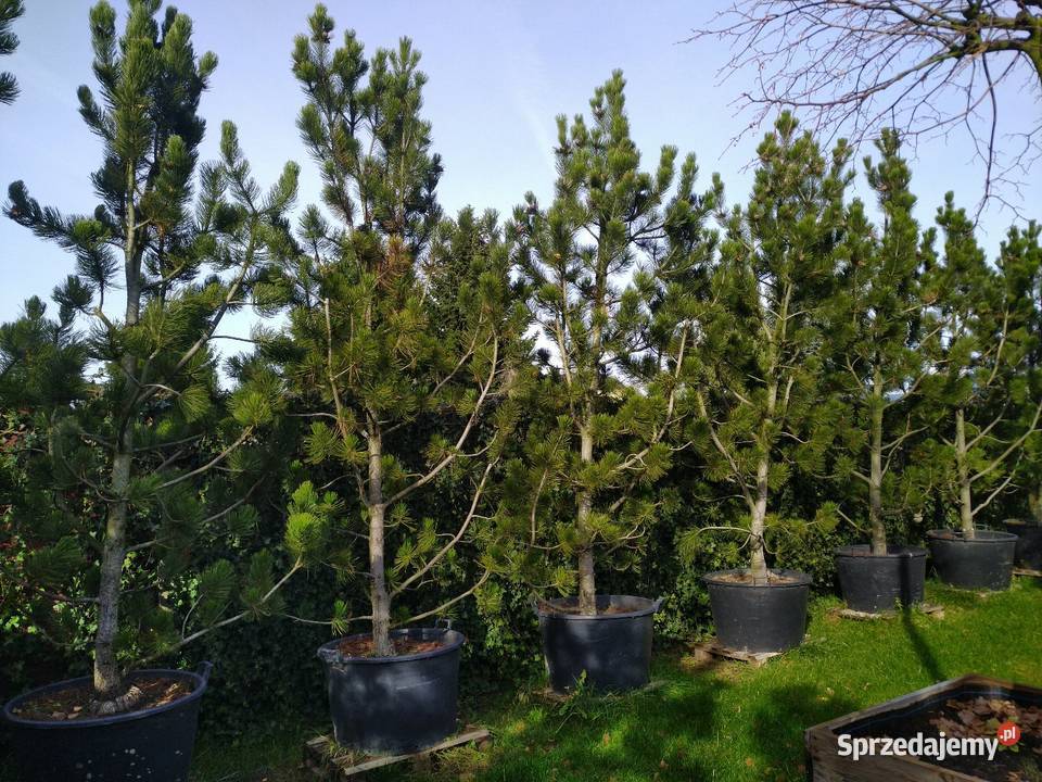 Sosna bośniacka 35 4m w donicy 160l łódzkie