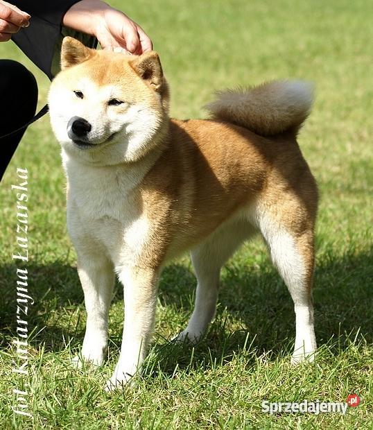 shiba inu szczenięta Marki