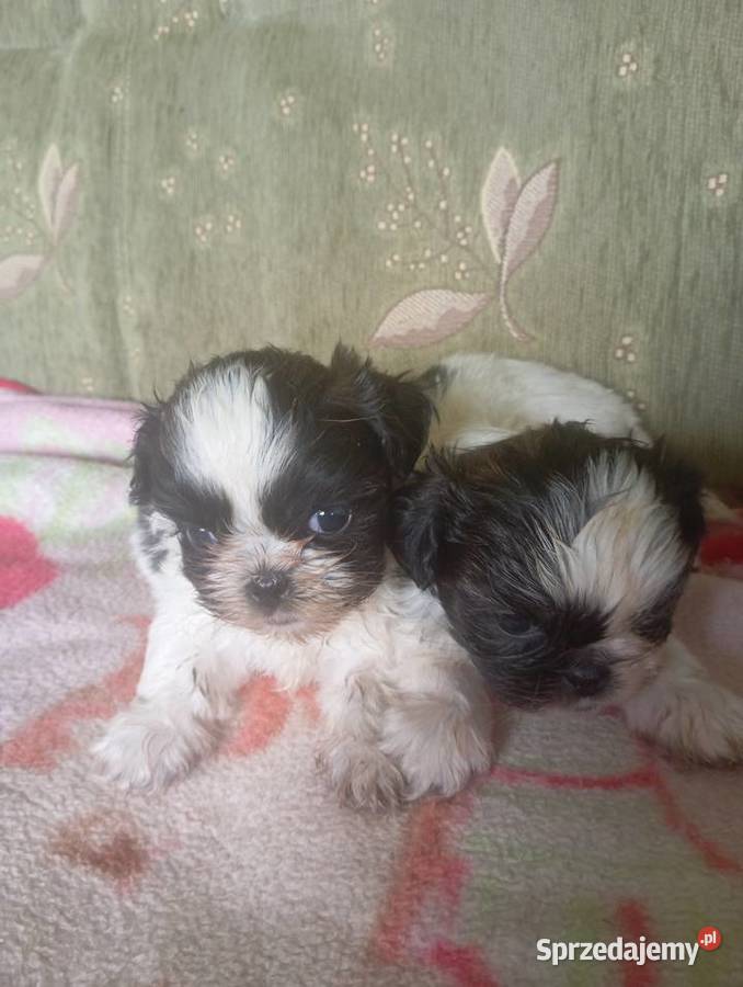 Szczeniaki shih tzu Nowy Targ sprzedam