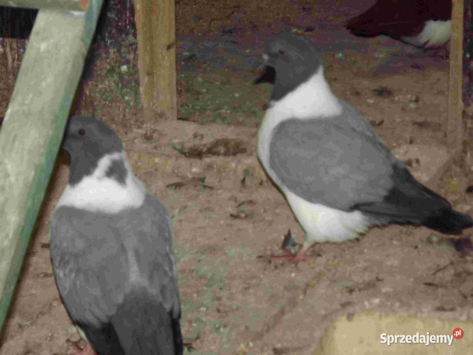 sprzedam gołebie Ptaki podkarpackie Podborze sprzedam