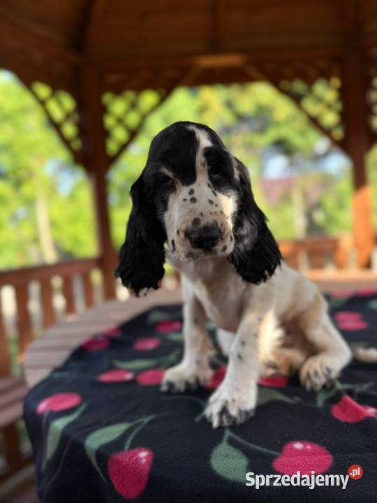 Cocker spaniel angielski Piesek Rodowód