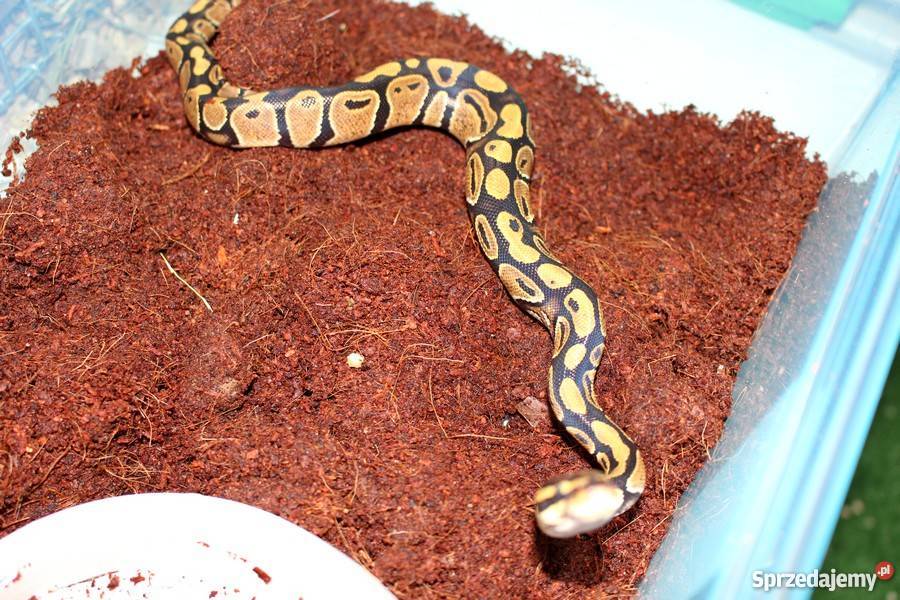 PYTON KRÓLEWSKI Python regius młody Piła