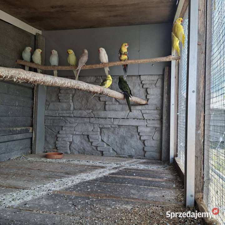 Ksiezniczka walii czerwono skrzydła konura Ostrów Wielkopolski sprzedam