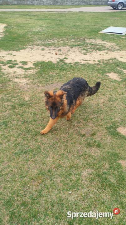 Owczarek niemiecki suczka Parzno