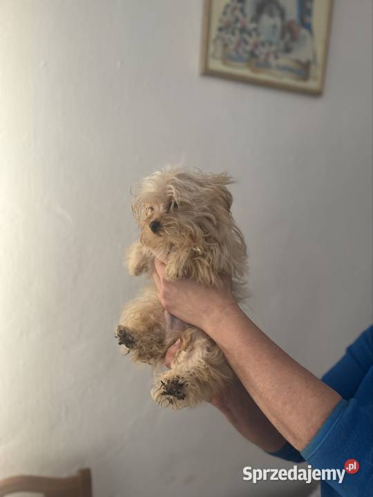 Pies york świętokrzyskie Starachowice