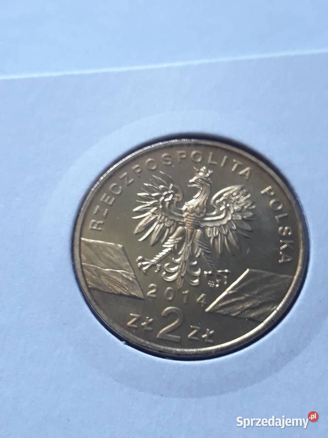 2 Konik Polski2014 r Konin