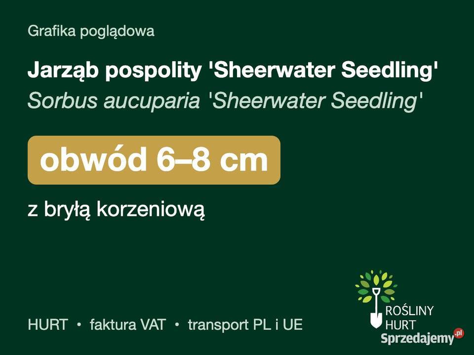 Jarząb pospolity Sheerwater Seedling obwód 68 z