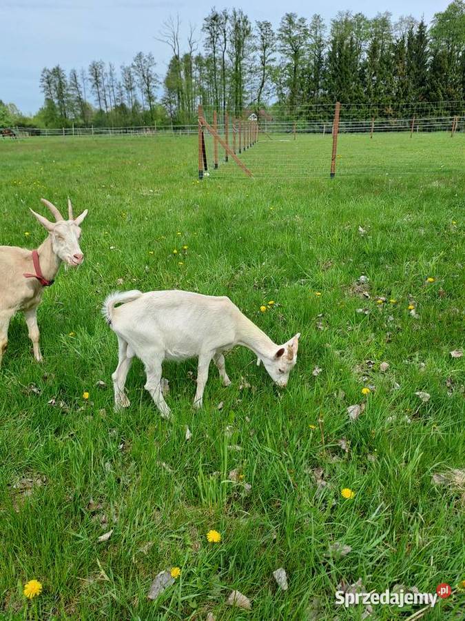 Sprzedam koziołki i kózki Nowy Kawęczyn
